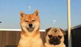 巴哥爆料线索视频大全,揭秘线索视频大全背后的精彩故事